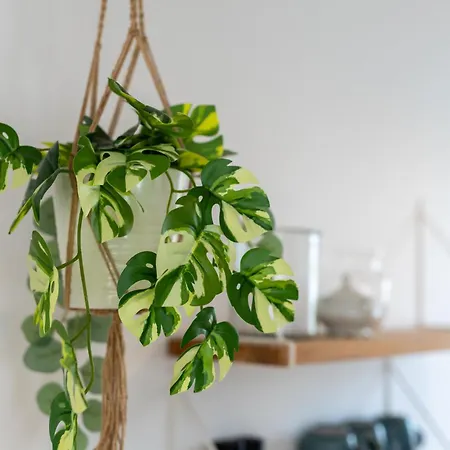 Apartament Dock 53 *